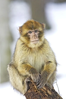 Barbary Macaque / Barbary Ape / Rock Ape - perched in tree Barbary Macaque / Barbary Ape / Rock Ape - perched in tree