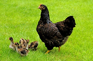 Barnevelder double laced - mother with chickens - summer Barnevelder double laced - mother with chickens - summer