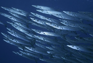 Barracuda - usually found swimming in large shoals along reef dropoffs Barracuda - usually found swimming in large shoals along reef dropoffs