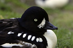 Barrow's Goldeneye - detailed study of drake's head Barrow's Goldeneye - detailed study of drake's head