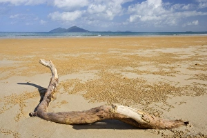 Beach and Dunk Island - dead tree branch stranded on famous Mission Beach Beach and Dunk Island - dead tree branch stranded on famous Mission Beach