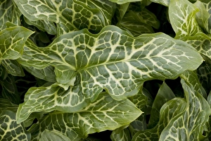 The beautifully-veined leaves of a garden variety of Large Lords and Ladies The beautifully-veined leaves of a garden variety of Large Lords and Ladies