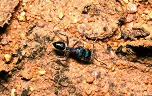 A Beauty ant - can secrete an orange-coloured viscous repellent fluid that will deter A Beauty ant - can secrete an orange-coloured viscous repellent fluid that will deter