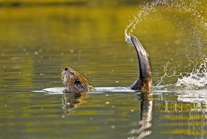 Beaver - slapping its tail as a warning to other beavers that an intruder is about Beaver - slapping its tail as a warning to other beavers that an intruder is about