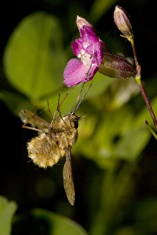 Bee-Fly - caught by the sticky viscid hairs of Sticky catchfly (Lychnis viscaria) Bee-Fly - caught by the sticky viscid hairs of Sticky catchfly (Lychnis viscaria)