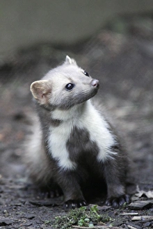 Beech / Stone Marten - portrait showing white markings on front of animal Beech / Stone Marten - portrait showing white markings on front of animal