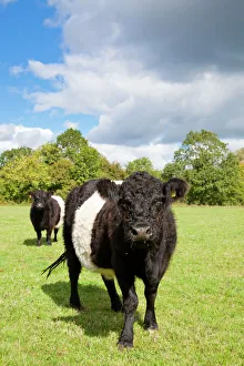 Belted Galloway - two cows in a field used for grazing a wild flower meadow Belted Galloway - two cows in a field used for grazing a wild flower meadow