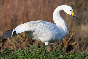 Bewicks Swan - Single adult bird stretching Bewicks Swan - Single adult bird stretching