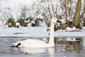 Bewicks Swan - single adult bird swimming along narrow unfrozen channel of lake Bewicks Swan - single adult bird swimming along narrow unfrozen channel of lake