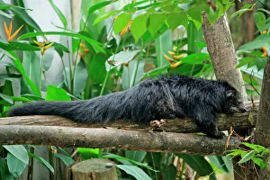 Binturong / Bearcat - lying on tree branch Binturong / Bearcat - lying on tree branch