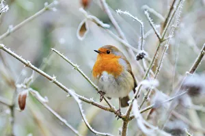 December December
