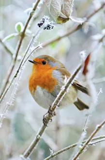 <b class=qtipBold><figcaption>Bird - Robin in frosty setting</figcaption></b><br>JD-19975-C Bird - Robin in frosty setting UK Erithacus rubecula John Daniels Please note that prints are for personal display purposes only and may not be reproduced in any way.<br><em>© John Daniels/ardea.com</em> Bird - Robin in frosty setting