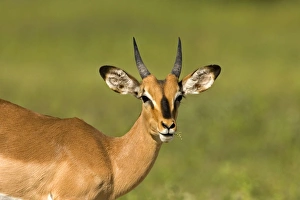 Black Faced Impala - Portrait of a young male chewing on a green stem Black Faced Impala - Portrait of a young male chewing on a green stem