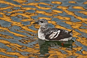 Black Guillemot - first winter bird - swimming in harbour with colourful reflections in Black Guillemot - first winter bird - swimming in harbour with colourful reflections in