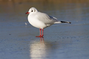 Black-headed Gull - Single adult bird in winter plumage standing on ice covered lake Black-headed Gull - Single adult bird in winter plumage standing on ice covered lake