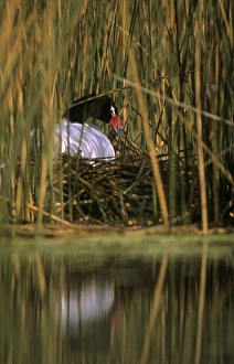 Black-necked Swan female on the nest - Breeding site ( pond with 'Scirpus" Black-necked Swan female on the nest - Breeding site ( pond with 'Scirpus"