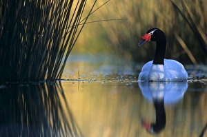 Black-necked Swan male - Breeding site ( pond with 'Scirpus' vegetation) Black-necked Swan male - Breeding site ( pond with 'Scirpus' vegetation)