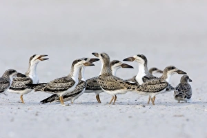 Black Skimmer - chicks venturing outside of Long Island NY nest colony in August Black Skimmer - chicks venturing outside of Long Island NY nest colony in August