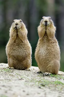 Black-tailed Prairie Dog - pair nibbling on food Black-tailed Prairie Dog - pair nibbling on food