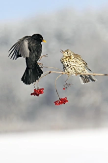 Blackbird - With Mistle Thrush (Turdus viscivorus) fighting over Guelder Rose Berries Blackbird - With Mistle Thrush (Turdus viscivorus) fighting over Guelder Rose Berries