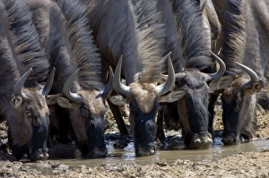 Blue Wildebeest / Brindled Gnu / White-bearded Wildebeest - Close up of group drinking Blue Wildebeest / Brindled Gnu / White-bearded Wildebeest - Close up of group drinking