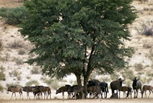 Blue wildebeest / Common wildebeest / Brindled Gnu / White-bearded wildebeest - herd Blue wildebeest / Common wildebeest / Brindled Gnu / White-bearded wildebeest - herd