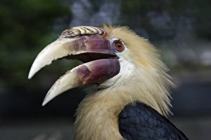 Blyth's Hornbill - bird with beak open Blyth's Hornbill - bird with beak open