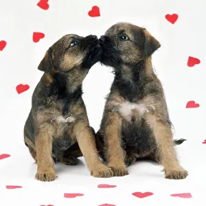 Border Terrier Dog - x2 puppies & red hearts Border Terrier Dog - x2 puppies & red hearts