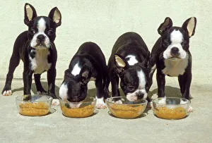Boston Terrier Dog - 4 Puppies eating from dog bowls. Showing tape in ears to encourage Boston Terrier Dog - 4 Puppies eating from dog bowls. Showing tape in ears to encourage