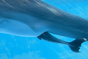 Bottlenose Dolphin - birth process has started - with tail and Dorsal Fin out - birth will occur within seconds Bottlenose Dolphin - birth process has started - with tail and Dorsal Fin out - birth will occur within seconds