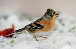 Brambling in snow Brambling in snow