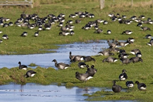 Brent Goose - Large flock of geese grazing on flooded grassland next to the coast Brent Goose - Large flock of geese grazing on flooded grassland next to the coast