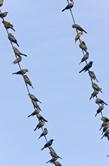 Brewer's Blackbirds - mainly immatures gathered on telephone wire, winter Brewer's Blackbirds - mainly immatures gathered on telephone wire, winter