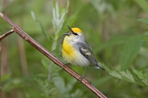 Brewster's Warbler - hybrid between Blue-winged Warbler (Vermivora pinus Brewster's Warbler - hybrid between Blue-winged Warbler (Vermivora pinus