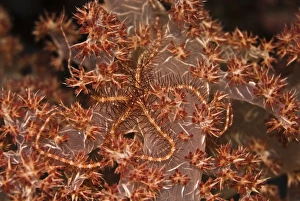 Brittle Star - Blending into it's home on the soft coral this starfish is almost Brittle Star - Blending into it's home on the soft coral this starfish is almost