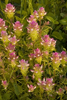 Broad-scaled Mountain clover / Siskiyou Mountain Clover Broad-scaled Mountain clover / Siskiyou Mountain Clover