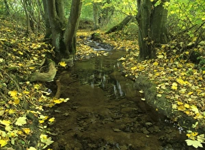 brook in autumn - with colourful maple leaves fallen along the riversides brook in autumn - with colourful maple leaves fallen along the riversides