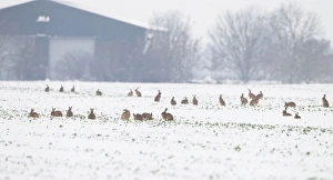 Brown Hares - gather together in snow covered fields during January Brown Hares - gather together in snow covered fields during January