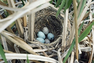 Brown-headed Cowbird - 2 eggs in Red-winged Blackbird's nest Brown-headed Cowbird - 2 eggs in Red-winged Blackbird's nest