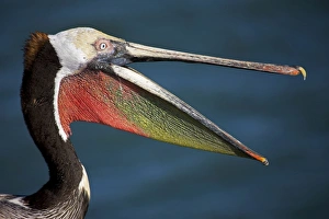 Brown Pelican - adult - Portrait - Dives from the air after prey capturing fish in its Brown Pelican - adult - Portrait - Dives from the air after prey capturing fish in its