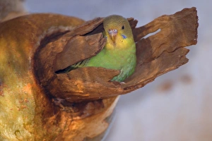 Budgerigar - almost fledged juvenile Budgerigar sitting in its nest in a hollow eucalypt Budgerigar - almost fledged juvenile Budgerigar sitting in its nest in a hollow eucalypt
