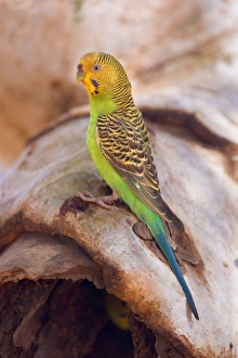 Budgerigar - side view of an adult sitting on a hollow eucalypt tree branch in which the Budgerigar - side view of an adult sitting on a hollow eucalypt tree branch in which the