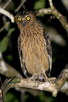 Buffy Fish-owl watches for prey from a tree-branch over a oxbow lake in river Buffy Fish-owl watches for prey from a tree-branch over a oxbow lake in river