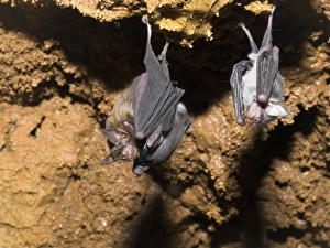 Bumblebee Bats / Kitti's Hog Nosed bats - From left: Female, female with baby Bumblebee Bats / Kitti's Hog Nosed bats - From left: Female, female with baby