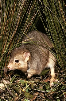 Burrowing Bettong / Boodie / Lesueur's Rat Kangaroo Burrowing Bettong / Boodie / Lesueur's Rat Kangaroo
