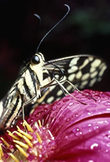 Butterfly - close-up of tongue / proboscis Butterfly - close-up of tongue / proboscis