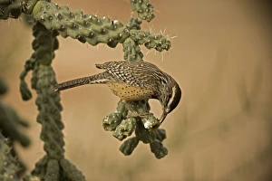 Cactus Wren - In Cholla cactus (Opuntia spp.) -Often nests in cactus to avoid predators Cactus Wren - In Cholla cactus (Opuntia spp.) -Often nests in cactus to avoid predators