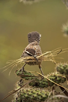 Cactus Wren - gathering materials to build nest in Cholla cactus (Opuntia spp Cactus Wren - gathering materials to build nest in Cholla cactus (Opuntia spp