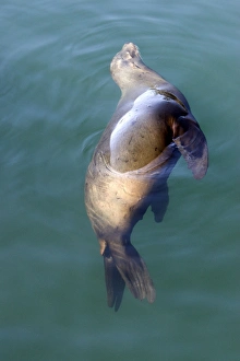 California Sealion - resting in the protected waters California Sealion - resting in the protected waters