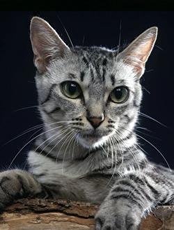 California Spangled Cat California Spangled Cat